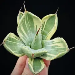 2025年最新】パリートランカータの人気アイテム - メルカリ