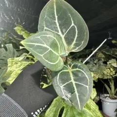 aniki55様 リクエスト 3点 まとめ商品