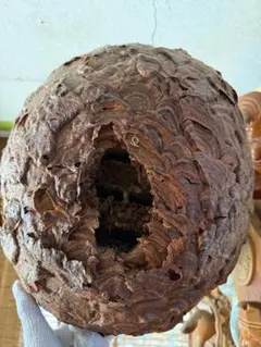 ハチの巣標本 球形 茶色とクリーム色 ハチの巣標本 球形 茶色とクリーム色 - メルカリ