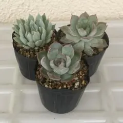 2025年最新】龍鱗蓮華の人気アイテム - メルカリ