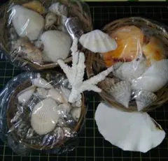 貝殻セット 3バスケット入り