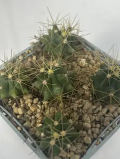 2025年最新】王冠竜の人気アイテム - メルカリ