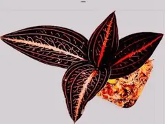 2026年最新】ルディシア ディスカラーの人気アイテム - メルカリ