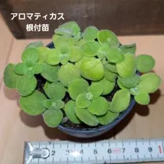 多肉植物　アロマティカス　ミニ抜き苗