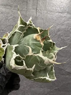 2026年最新】アガベの人気アイテム - メルカリ