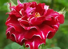 ミナコ様 リクエスト 2点 まとめ商品