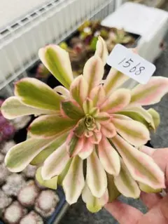 くに里多肉　よっしー様 リクエスト 2点 まとめ商品