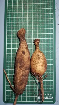 。むぅ。さま専用