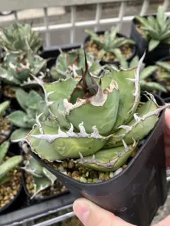 【鉢ごと発送】人気のチタノタ12種セット【ネームタグ付】 鉢ごと発送】人気のチタノタ12種セット【ネームタグ付】 鉢ごと