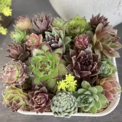 多肉植物センペルビウム プラムパフェ 6cmポット苗 - メルカリ