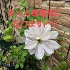 さくら様専用になります(^^)デージー押し花
