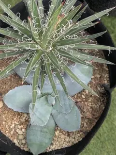 2025年最新】アガベ パリートランカータの人気アイテム - メルカリ