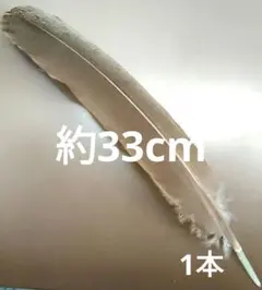 孔雀の羽根　風切り羽(ブラウン)　1本