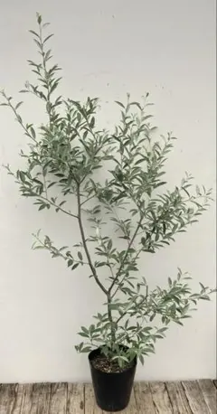 24+3=27粒【ムチプリ】アガベ オテロイ オアハカ 種 ルイス＋BRIDGE