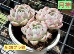 レア！ネクター 多肉植物 プラグ苗(抜き苗)3苗 ランダム発送 - メルカリ
