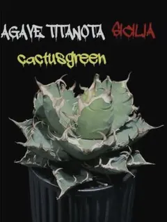 2025年最新】カクタスグリーン アガベの人気アイテム - メルカリ