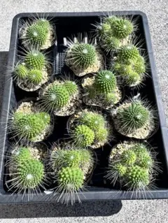 2025年最新】サボテン抜き苗の人気アイテム - メルカリ