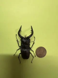 2026年最新】ノコギリクワガタ標本の人気アイテム - メルカリ