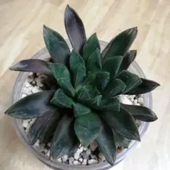 bfwjm011様 リクエスト 3点 まとめ商品