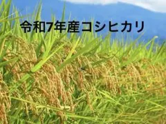 農家直送　10キロ　白米　玄米　令和7年産コシヒカリ　福島県産　米専用冷蔵庫保管