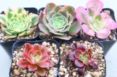 メルカリ便】アエオニウム 大きめ 6カット - メルカリ