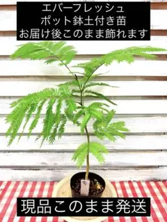 2026年最新】エバーフレッシュ 苗の人気アイテム - メルカリ