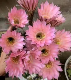 サボテン短毛丸　群生　子株付き　 鉢ごと発送 短毛丸 子株 5個セット 多肉植物 サボテン 子株セット - メルカリ