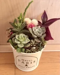 現品出品　そのまま飾れます❤️ カラフル　紅葉　多肉　寄せ植え　育て方メモつき