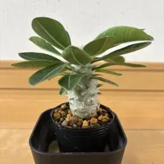 ututu様 リクエスト 2点 まとめ商品