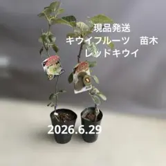 赤キウイフルーツ雌雄苗木セット - メルカリ