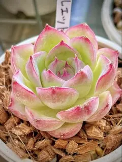 新入荷 多肉植物 アエオニウム 魅金ローズ錦 超美苗1株 根土付き発送