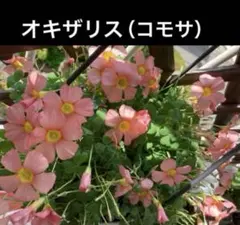 さあこ様専用 コモサ、ピンキー、アメジストセージ、リシマキア