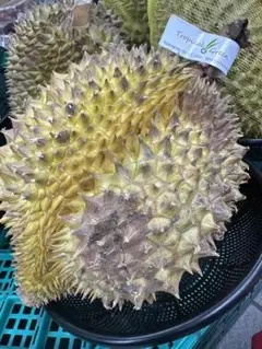 ドリアン 訳あり品 表面一部にカビ 10kg 佐川冷蔵発送 - メルカリ