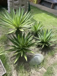 2026年最新】ユッカグロリオサの人気アイテム - メルカリ