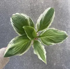 ゆきみな様 リクエスト 2点 まとめ商品