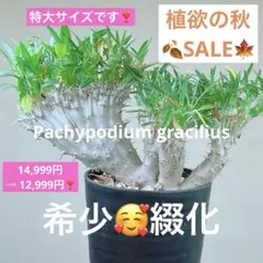 【セール中】綴化　パキポディウム　グラキリス　実生 P.グラキリス 164【綴化】 – TaiShoDo ONLINE SHOP