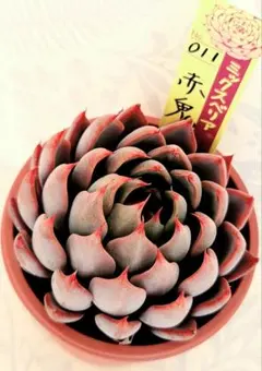 ミックスベリア 3種セット 多肉植物 おらいさん苗 青鬼 雲の花