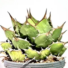 2026年最新】イラン アガベの人気アイテム - メルカリ