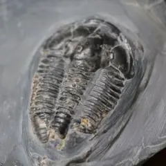 三葉虫モロッコ①ホラドプスhollardops Burtandmimiae 三葉虫モロッコ①ホラドプスhollardops Burtandmimiae - メルカリ
