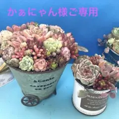 ★そのまま飾れる★多肉植物★寄せ植え★2点セット。。花ぐるまとミニ缶☆*:.。
