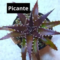 2026年最新】Dyckia ディッキアの人気アイテム - メルカリ