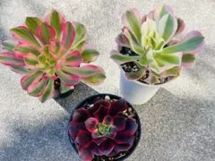 多肉植物　アエオニウム　3苗セット　抜き苗
