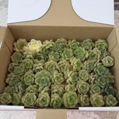 多肉植物　みどり牡丹　箱いっぱいのサムネイル