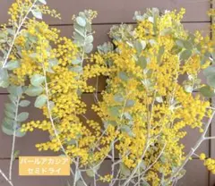 パールアカシア　ミモザ　フレッシュ→ドライ