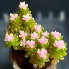 ★レッドベリー２苗⑱★抜き苗★セダム★多肉★多肉植物★寄せ植え★