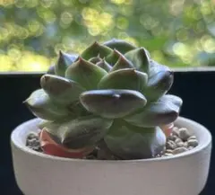 ミ*マ様 No.a547 新品種　名前なし　エケベリア　撮影12月11日