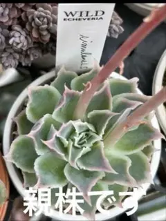 2025年最新】シムランスラグナサンチェスの人気アイテム - メルカリ