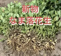 新物　生落花生 1kg（箱込）農家直送　品種Qなっつのサムネイル