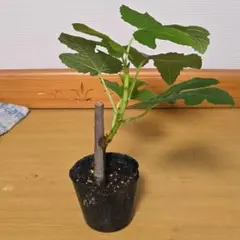 イチジク ゼブラスイートのサムネイル