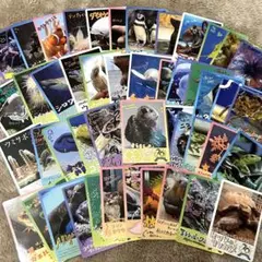 【匿名配送】鳥羽水族館 ラッコ キラ コレクションカード セット